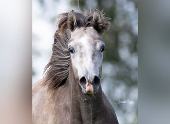Asil Araber, Wallach, 2 Jahre, 154 cm, Kann Schimmel werden