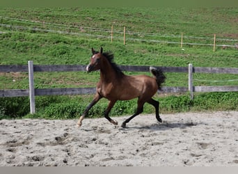 Asil Araber, Wallach, 2 Jahre, 158 cm, Braunfalbschimmel