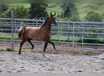 Asil Araber, Wallach, 2 Jahre, 158 cm, Braunfalbschimmel