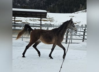 Asil Araber, Wallach, 3 Jahre, 155 cm, Braunfalbschimmel