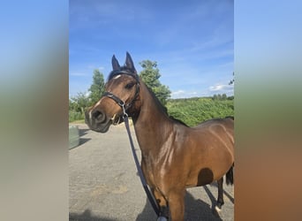 Asil Araber, Wallach, 4 Jahre, 150 cm, Brauner