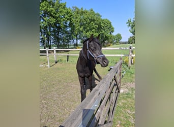 Asil Araber, Wallach, 4 Jahre, 155 cm, Rappe