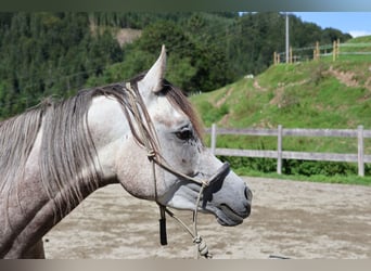 Asil Araber, Wallach, 4 Jahre, 158 cm, Apfelschimmel
