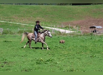 Asil Araber, Wallach, 4 Jahre, 158 cm, Apfelschimmel