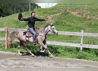 Asil Araber, Wallach, 4 Jahre, 158 cm, Apfelschimmel