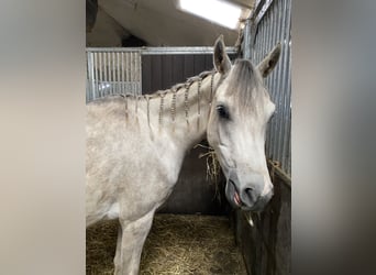 Asil Araber, Wallach, 5 Jahre, 165 cm, Schimmel