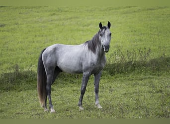 Asil Araber, Wallach, 6 Jahre, 146 cm, Blauschimmel