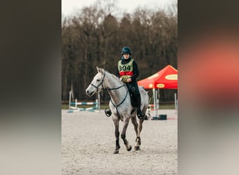 Asil Araber, Wallach, 8 Jahre, 161 cm, Apfelschimmel