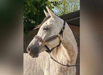 Asil Arabian, Gelding, 10 years, 15.1 hh, Grey