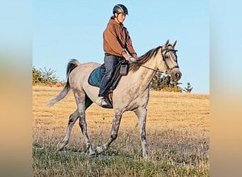 Asil Arabian, Gelding, 10 years, 15 hh, Grey