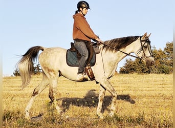 Asil Arabian, Gelding, 10 years, 15 hh, Grey