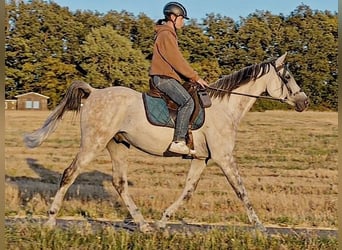 Asil Arabian, Gelding, 10 years, 15 hh, Grey