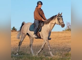 Asil Arabian, Gelding, 10 years, 15 hh, Grey