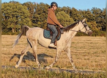 Asil Arabian, Gelding, 10 years, 15 hh, Grey