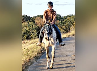 Asil Arabian, Gelding, 10 years, 15 hh
