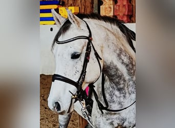 Asil Arabian, Gelding, 10 years, 15,1 hh, Grey