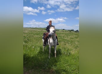 Asil Arabian, Gelding, 14 years, 15 hh, Grey