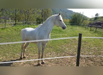 Asil Arabian, Gelding, 19 years, 15,1 hh, Gray