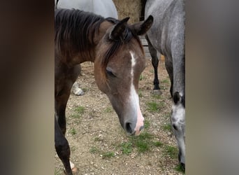 Asil Araber, Wallach, 1 Jahr, 14,3 hh, Kann Schimmel werden