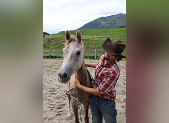 Asil Arabian, Gelding, 2 years, 15.2 hh, Brown Falb mold