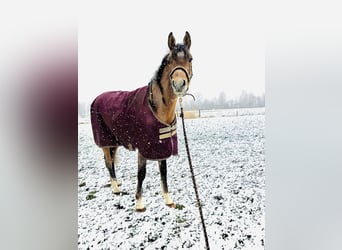 Asil Arabian, Gelding, 2 years, 15.2 hh, Can be white