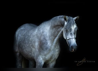 Asil Araber, Wallach, 3 Jahre, 15,3 hh, Schimmel