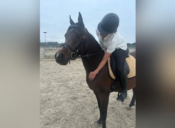 Asil Arabian, Gelding, 4 years, 14,2 hh, Brown