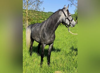 Asil Arabian, Gelding, 4 years, 14,3 hh, Grey-Dark-Tan