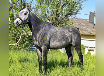 Asil Arabian, Gelding, 4 years, 14,3 hh, Grey-Dark-Tan