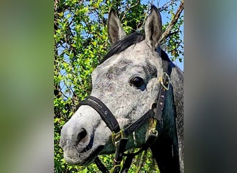 Asil Arabian, Gelding, 4 years, 14,3 hh, Grey-Dark-Tan
