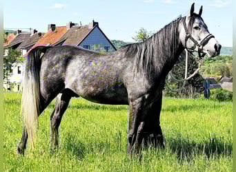 Asil Arabian, Gelding, 4 years, 14,3 hh, Grey-Dark-Tan