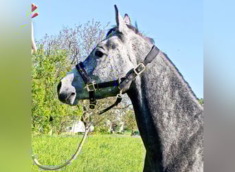 Asil Arabian, Gelding, 4 years, 14,3 hh, Grey-Dark-Tan