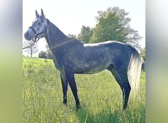Asil Arabian, Gelding, 4 years, 14,3 hh, Grey-Dark-Tan