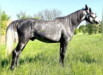 Asil Arabian, Gelding, 4 years, 14,3 hh, Grey-Dark-Tan
