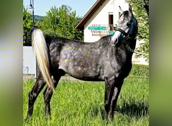 Asil Arabian, Gelding, 4 years, 14,3 hh, Grey-Dark-Tan