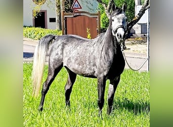 Asil Arabian, Gelding, 4 years, 14,3 hh, Grey-Dark-Tan