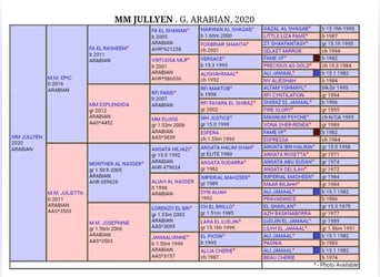 Asil Arabian, Gelding, 4 years, 15.2 hh, Brown