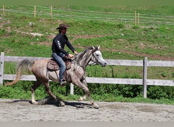 Asil Arabian, Gelding, 4 years, 15.2 hh, Grey-Dapple
