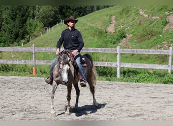 Asil Arabian, Gelding, 4 years, 15.2 hh, Grey-Dapple