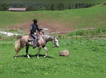 Asil Arabian, Gelding, 4 years, 15.2 hh, Grey-Dapple