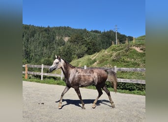 Asil Arabian, Gelding, 4 years, 15.2 hh, Grey-Dapple