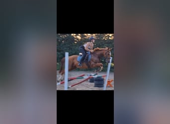 Asil Arabian, Gelding, 6 years, 14,3 hh, Chestnut-Red