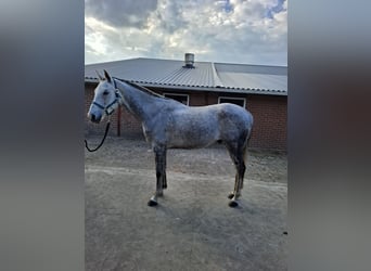 Asil Arabian, Gelding, 8 years, 15.2 hh, Grey-Dapple