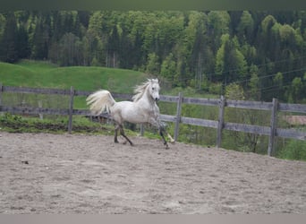 Asil Arabian, Gelding, 8 years, 15,2 hh, Grey-Fleabitten