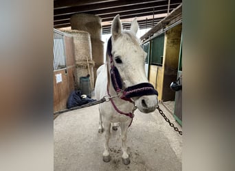 Asil Arabian, Mare, 13 years, 14,1 hh, Gray