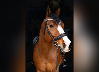 Asil Arabian Mix, Mare, 13 years, 15.2 hh, Brown