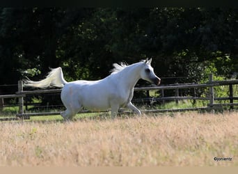 Asil Arabian, Mare, 14 years, 15 hh, Grey
