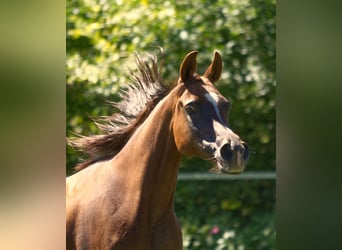 Asil Arabian, Mare, 15 years, Chestnut