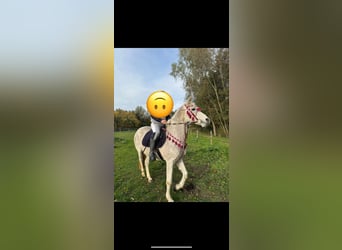 Asil Arabian, Mare, 17 years, 15.1 hh, White