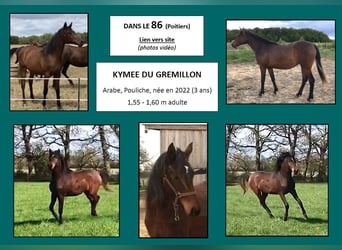 Asil Arabian, Mare, 3 years, 15,1 hh, Bay-Dark